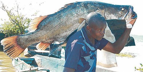 Worldâ€™s Biggest â€˜Bassâ€™ Endangered – BassBlaster