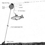Check out where the hook is on this eel rig.