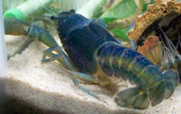 cblue crayfish